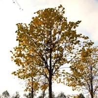 Листопад. :: Юрий Полторыхин.