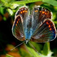 опять про бабочек...68 :: Александр Прокудин