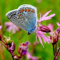 опять про бабочек...70 :: Александр Прокудин опять про бабочек...70 :: Александр Прокудин