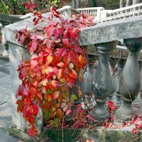 Осень :: Galina Solovova