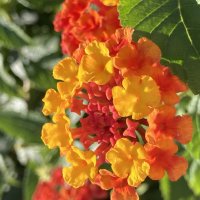 Лантана :: Ольга Савельева 