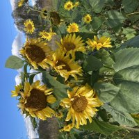 Раскидистый подсолнух :: Ольга Савельева 