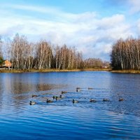 Кряквы, оставшиеся на зимовку на Смоленщине. :: Милешкин Владимир Алексеевич 