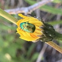 Жучок :: Ольга Савельева 