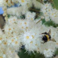 Шмель и рябинолистнтк :: Ален Янн
