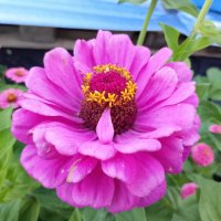 Циния :: Ален Янн