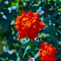 Роза :: Анатолий Чикчирный