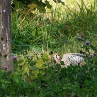 Пустельга. :: Владимир Безбородов Пустельга. :: Владимир Безбородов