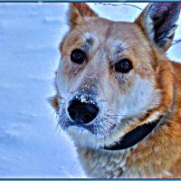 Портрет сибирской лайки! :: Владимир 