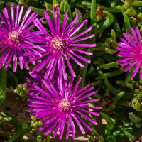 Делосперма Купера :: Игорь Сикорский