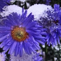 После снегопада :: Людмила Смородинская