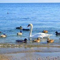 Одинокий лебедь :: Татьяна Лютаева