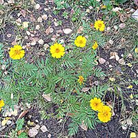 Цветы. :: Владимир Драгунский Цветы. :: Владимир Драгунский