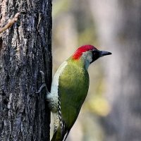 Зелёный дятел... :: Николай Саржанов