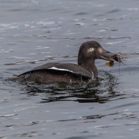 турпан. :: юрий макаров турпан. :: юрий макаров