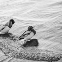 Утиные истории :: Олег Загорулько