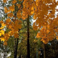 Совсем недавно.. :: Елена Семигина