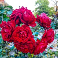 Букетик :: Варвара