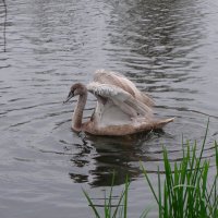 Лебеди в городе :: Рита Симонова