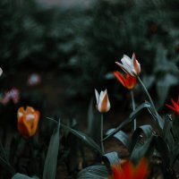 Тюльпаны :: Анастасия Ильина