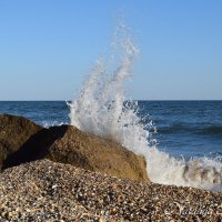 Природа Крыма :: Amazing Cosmea