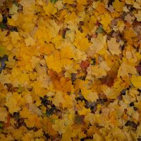 Ковёр из кленовых листьев :: Александр Синдерёв