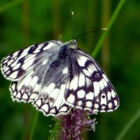 Бабочка. :: nadyasilyuk Вознюк