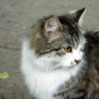 Кокетка. :: nadyasilyuk Вознюк