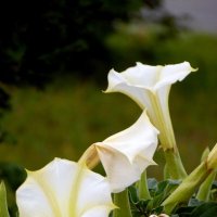 Дурман. :: nadyasilyuk Вознюк