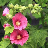 Розовый :: Сергей Рожков