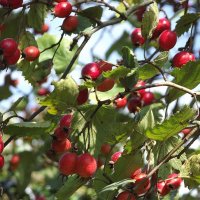 Боярышник :: Freddy 97