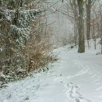 Снегопад. :: Lucy Schneider Снегопад. :: Lucy Schneider