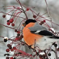 Снегирь :: Зоя Мишина