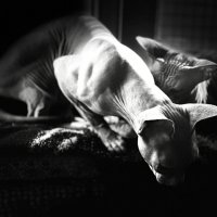 Ночной дозор :: Андрей Зайцев