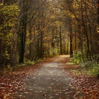 Лесные дорожки :: Юрий. Шмаков