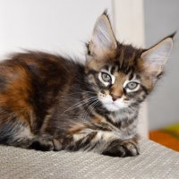 Малышка - Мейн-Кун :: Владимир Звягин