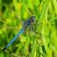 Прямобрюх синеющий :: Константин Штарк