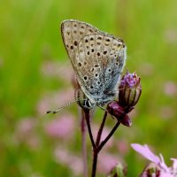 опять про бабочек...72 :: Александр Прокудин опять про бабочек...72 :: Александр Прокудин