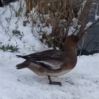 Свиязь :: Сапсан 