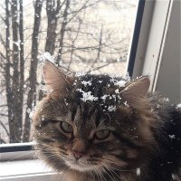 А снег летит и летит! :: Нина Андронова