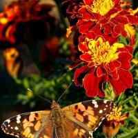 У нас в ноябре. :: Светлана Тихонина