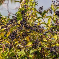 Бирючина обыкновенная :: Светлана Ищенко