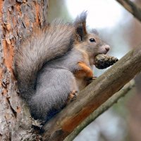 Запас карман не тянет :: Михаил Белоусов