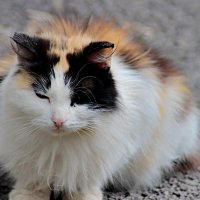 Весеннее солнце пригрело :: Любовь Сахарова Весеннее солнце пригрело :: Любовь Сахарова