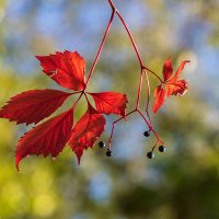 Девичий виноград :: Игорь Сикорский Девичий виноград :: Игорь Сикорский