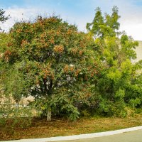 Осень :: Анатолий Чикчирный