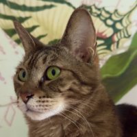 Leya :: NIKOLAY Nagaev