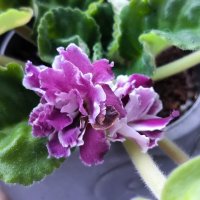 Мои фиалочки. :: Ольга 