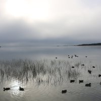 Северные утки :: Ольга 