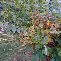 Цветы. Осень. :: Владимир Драгунский